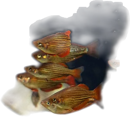 麦氏虹银汉鱼 Dwarf Rainbowfish