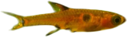 斑纹泰波鱼 Dwarf Rasbora
