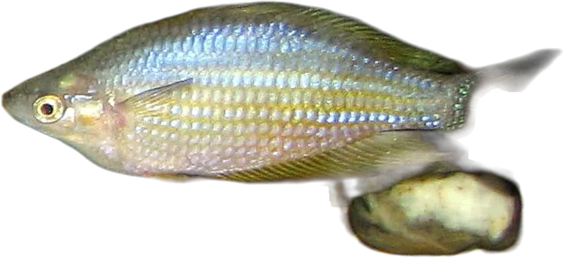 Eastern Rainbowfish