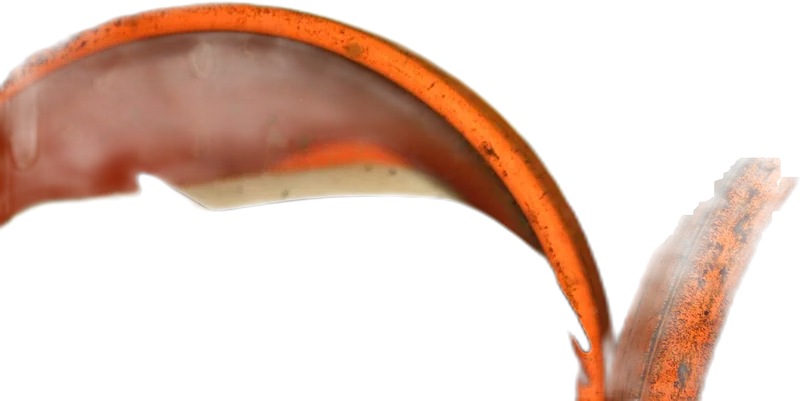 Elephantnose Fish