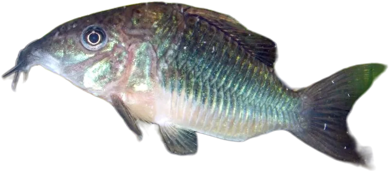 Emerald Green Cory