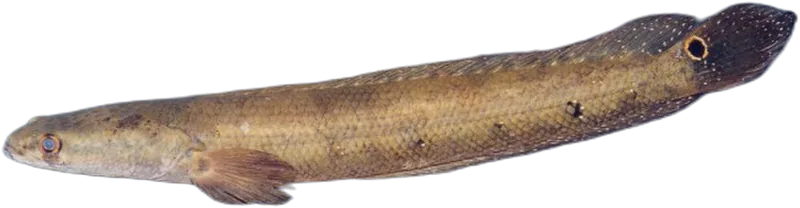 Emperor Snakehead