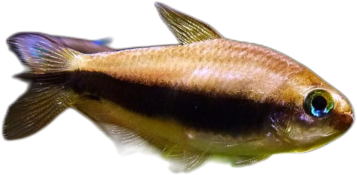 Emperor Tetra