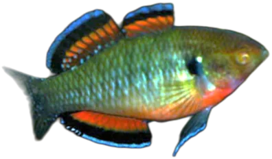 Empire Gudgeon