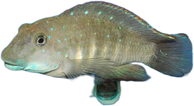 Eretmodus Cyanostictus