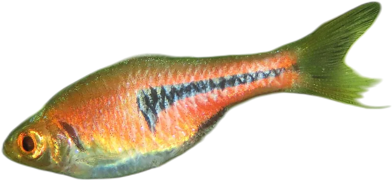 埃氏三角波鱼 Espei Rasbora