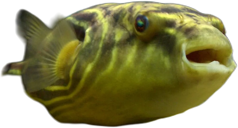 阿拉伯鲀 Fahaka Puffer