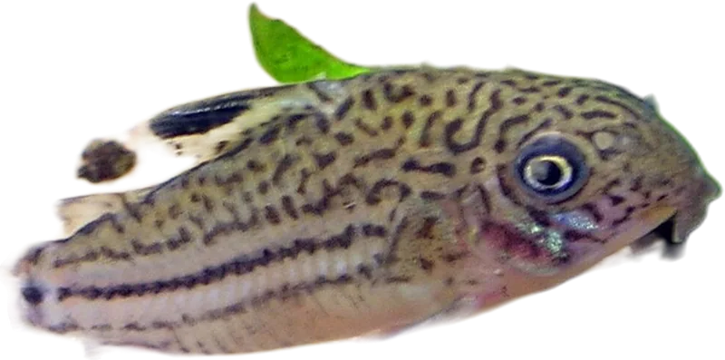 False Julii Cory