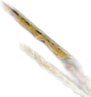 尖管吻鲶 Farlowella Catfish