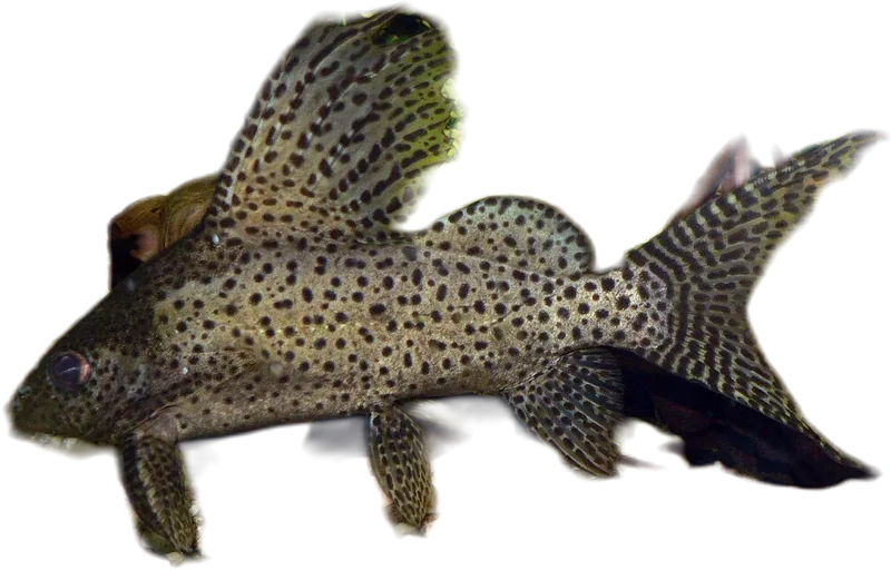 Featherfin Catfish