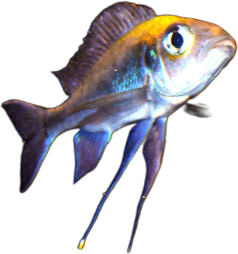 叉杯咽丽鱼 Featherfin Cichlid