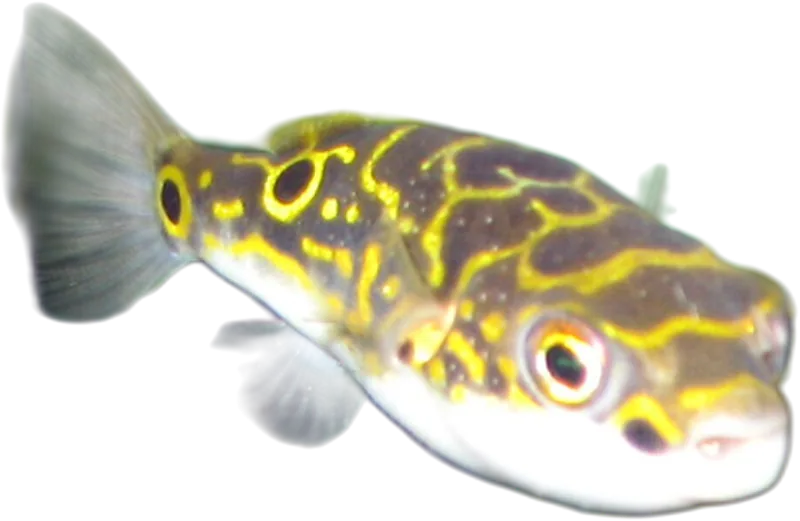 Figure Eight Puffer