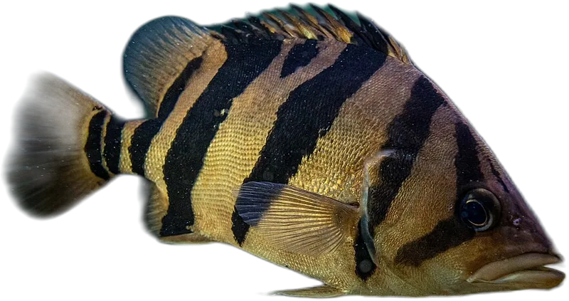 小鳞拟松鲷 Finescale Tigerfish