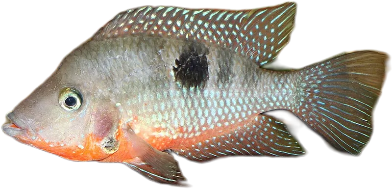 Firemouth