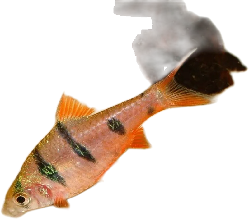 Five Banded Barb