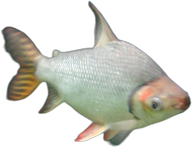 亚马逊真唇脂鲤 Flagtail Prochilodus