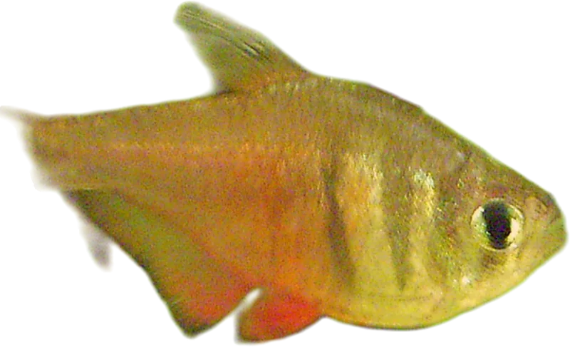 Flame Tetra