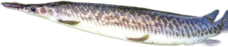 佛罗里达雀鳝 Florida Gar