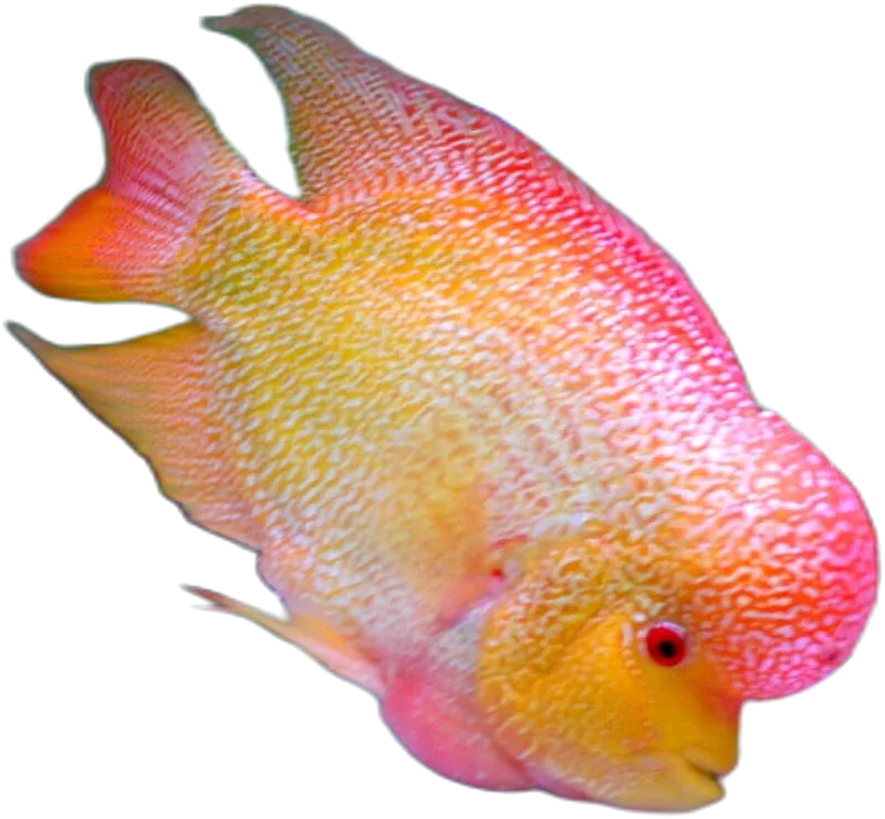 Flowerhorn