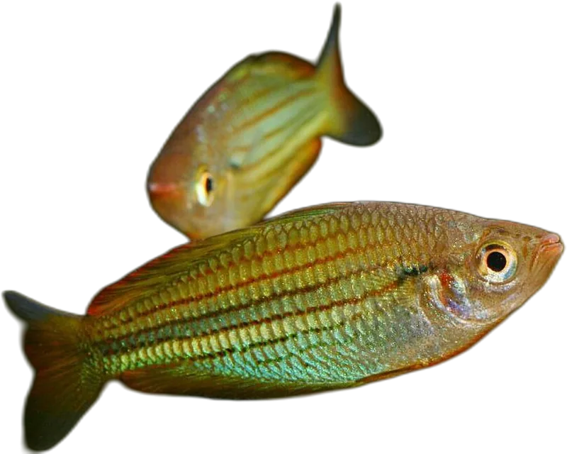 六带虹银汉鱼 Fly River Rainbowfish