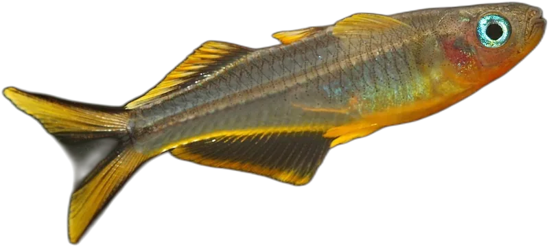 叉尾似鲻银汉鱼 Forktail Rainbowfish