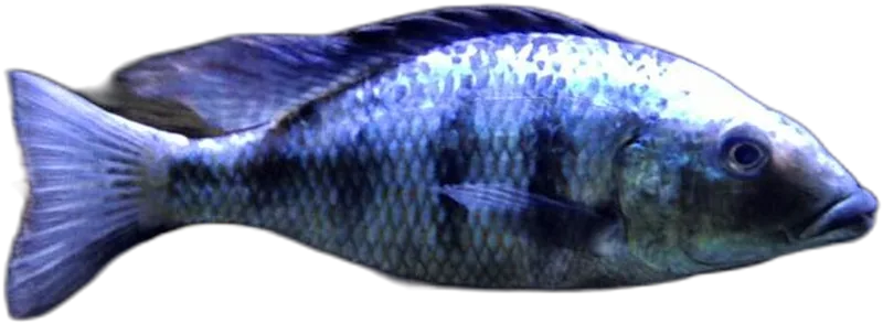 Fossorochromis rostratus