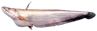 叉尾鲇 Freshwater Shark