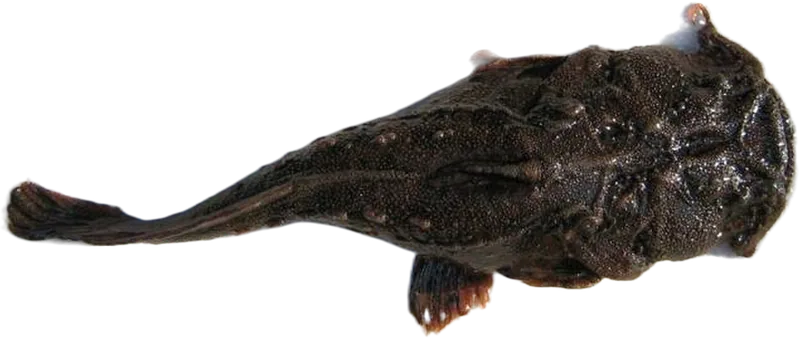 连尾𬶐 Frogmouth Catfish