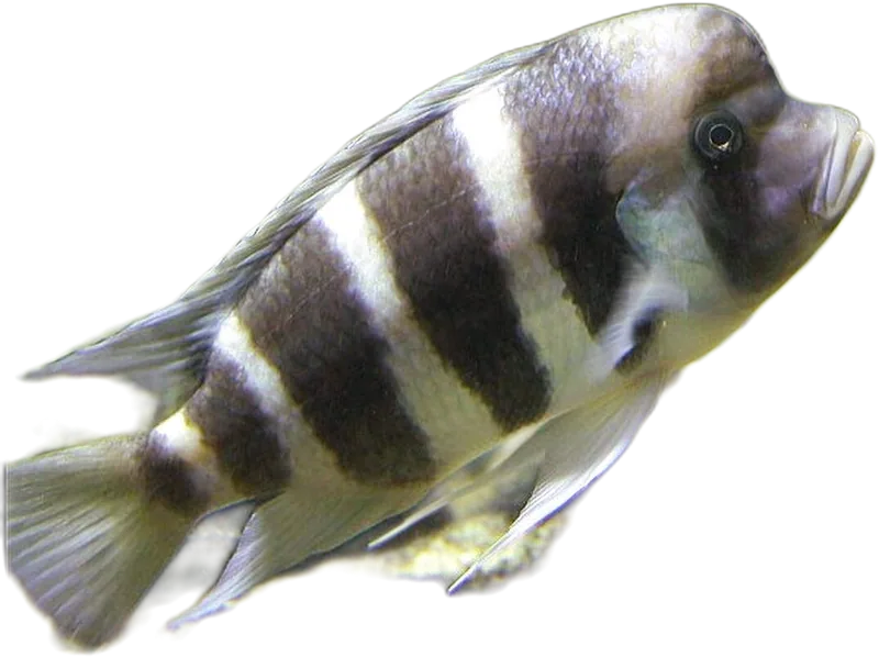 Frontosa