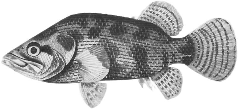 南鲈 Gangetic Leaf Fish