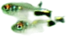 Garnet Tetra