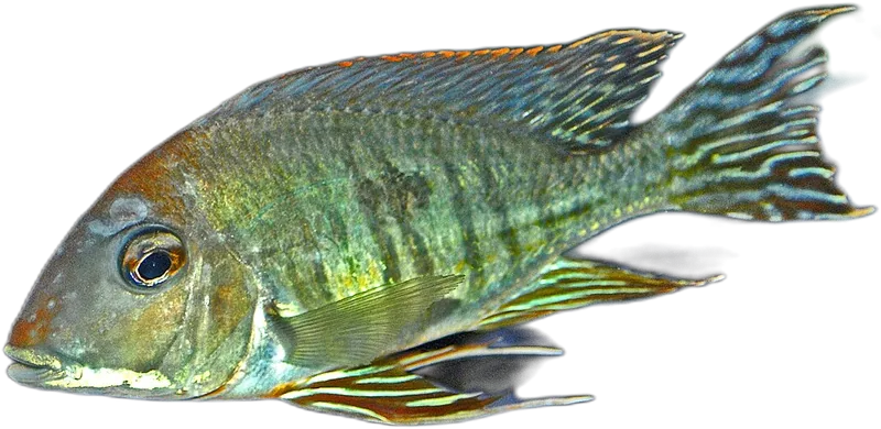 高体珠母丽鱼 Geophagus altifrons