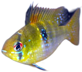 German Blue Ram