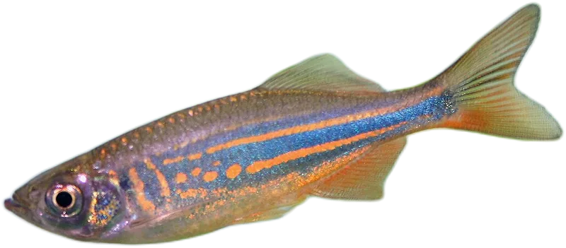 Giant Danio