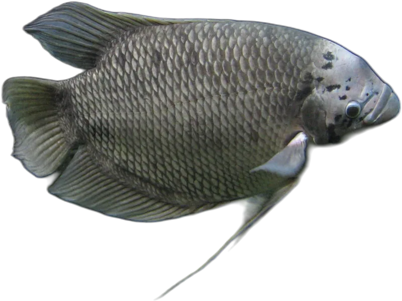 Giant Gourami