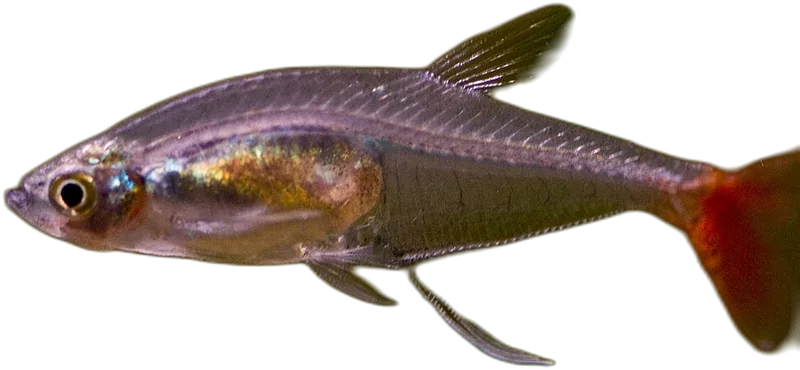 Glass Bloodfin Tetra
