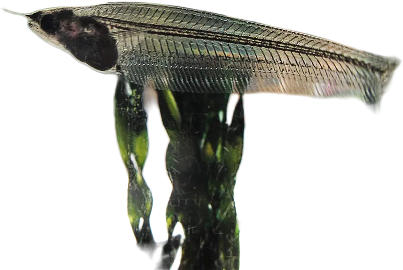 小缺鳍鲶 Glass Catfish
