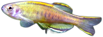 Glowlight Danio
