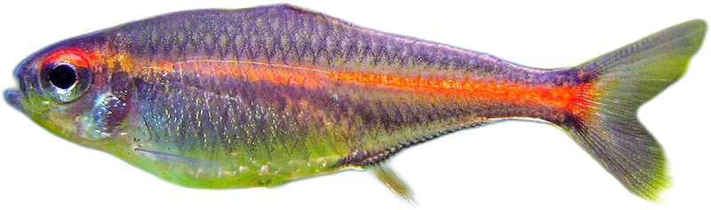 红带半线脂鲤 Glowlight Tetra
