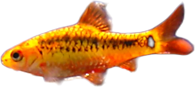 Gold Barb