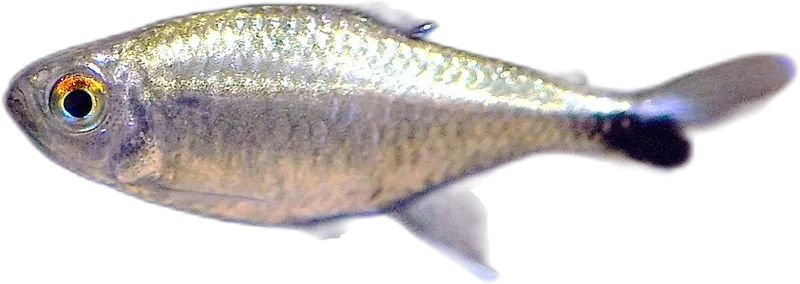 Gold Tetra