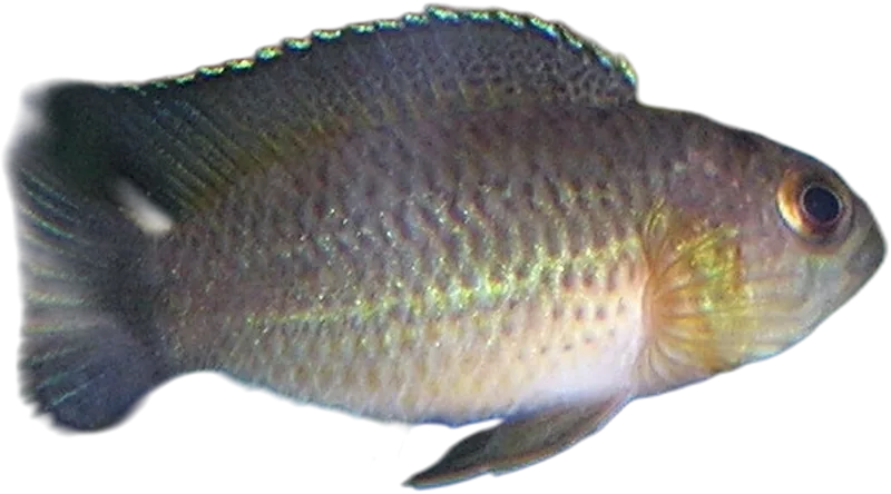 矮丽鱼 Goldeneye Cichlid