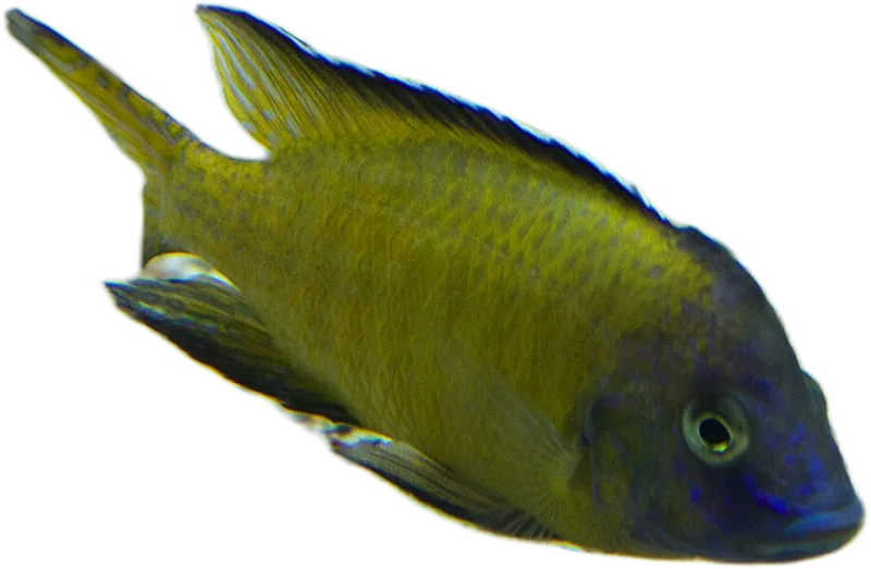 斯塔氏孔雀鲷 Grants Peacock