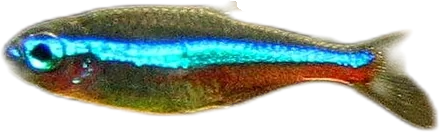 类霓虹脂鲤 Green Neon Tetra