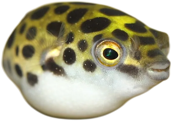 暗绿鲀 Green Spotted Puffer