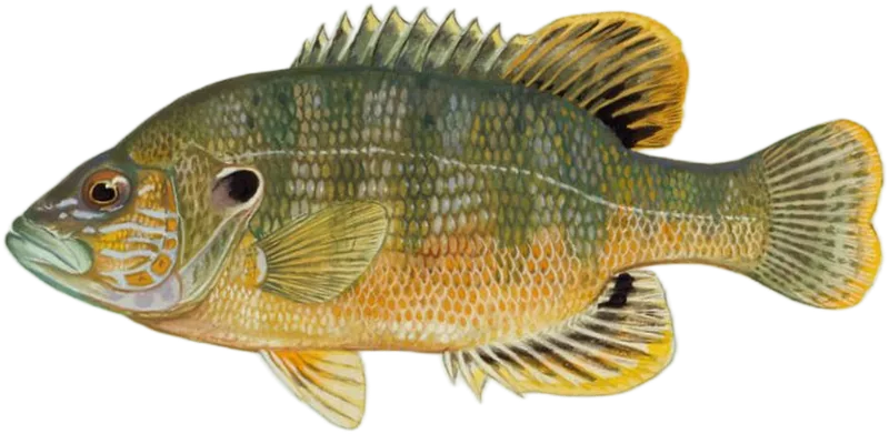 蓝太阳鱼 Green Sunfish