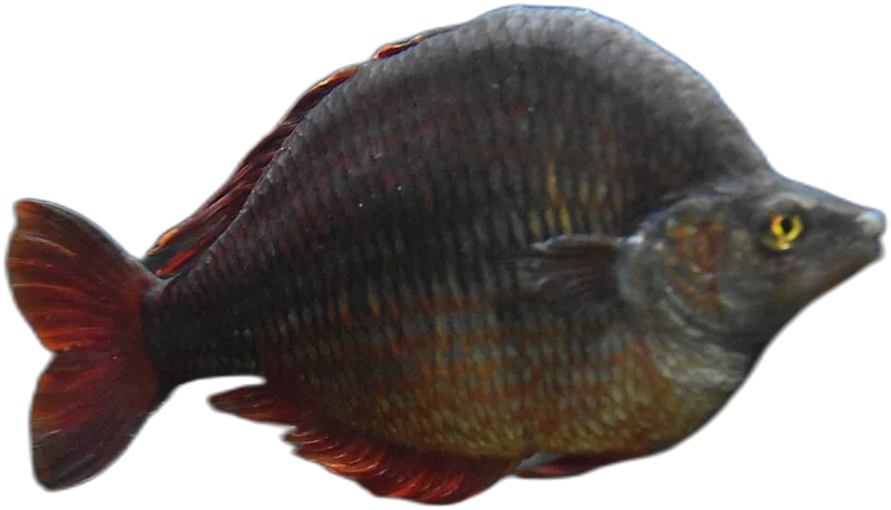 多氏舌鳞银汉鱼 Grime Rainbowfish