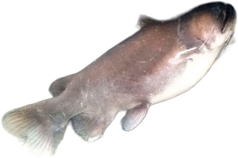 Gulper Catfish