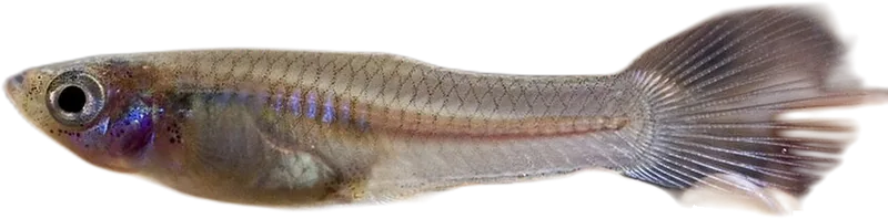孔雀鱼 Guppy