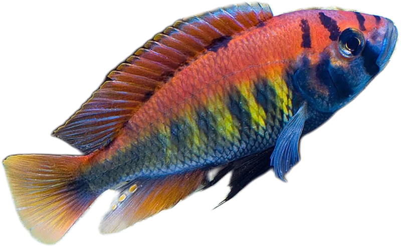 Haplochromis nyererei